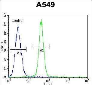 FBXO24 Antibody (Center)