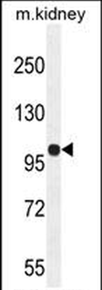 KIAA1324L Antibody (N-term)