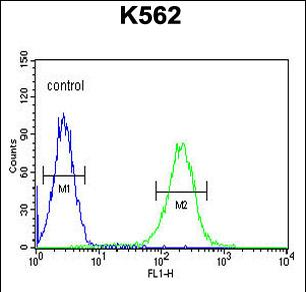 KIAA1324L Antibody (N-term)
