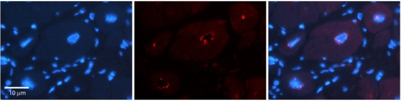 DPF3 Rabbit Polyclonal Antibody (HRP)