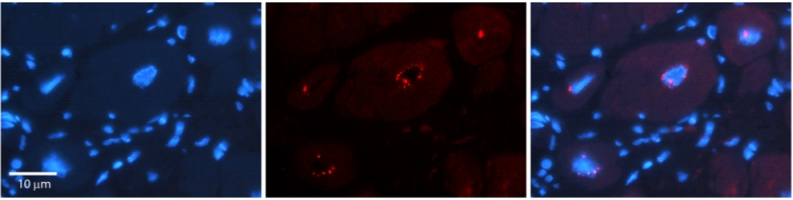 DPF3 Antibody - N-terminal region : HRP