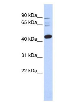 DPF3 Rabbit Polyclonal Antibody (HRP)