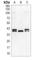 Arginase 1 Rabbit Polyclonal Antibody