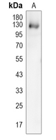 CD131 Rabbit Polyclonal Antibody