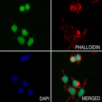 SMAD7 Rabbit Polyclonal Antibody