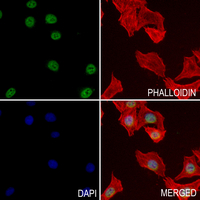 MZF1 Rabbit Polyclonal Antibody
