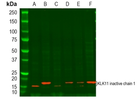 Kallikrein 11 Rabbit Polyclonal Antibody