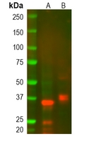 TRBC1 Rabbit Polyclonal Antibody