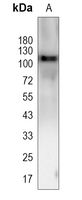 LRP12 Rabbit Polyclonal Antibody