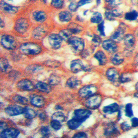 LRP12 Rabbit Polyclonal Antibody
