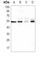 LRG Rabbit Polyclonal Antibody