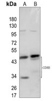 CD8b Rabbit Polyclonal Antibody