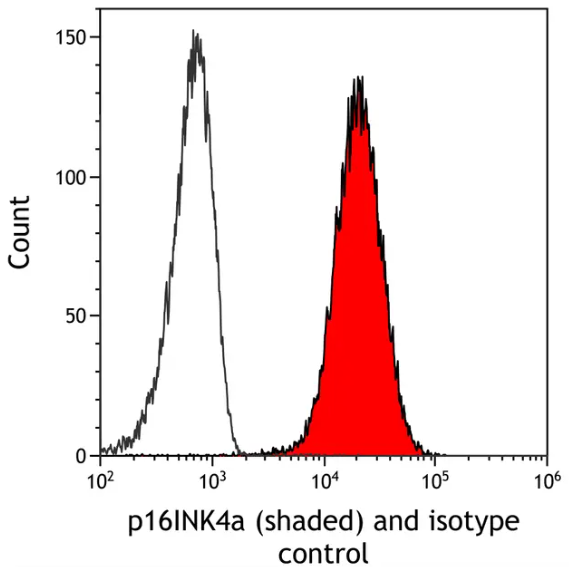 Rabbit anti-p16INK4a Recombinant Monoclonal Antibody