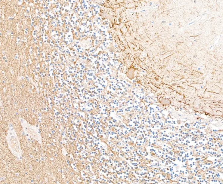 Mouse anti-Chicken IgY Light Chain Monoclonal Antibody