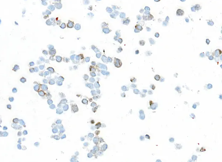 Mouse anti-Chicken IgY Light Chain Monoclonal Antibody