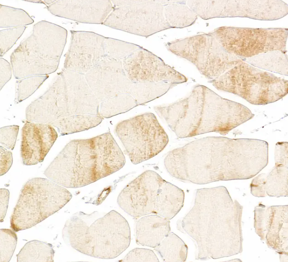 Mouse anti-Skeletal Troponin I Monoclonal Antibody