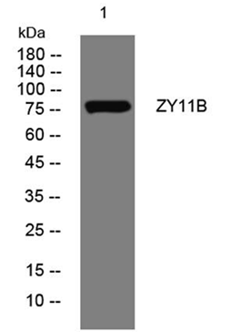 ZY11B rabbit pAb Antibody