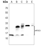 Apolipoprotein C3 Rabbit Polyclonal Antibody