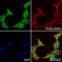 Apolipoprotein C3 Rabbit Polyclonal Antibody