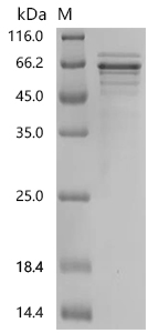 Human CHGA protein