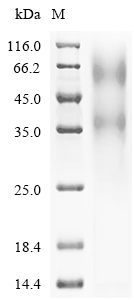 Human ERG protein