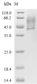 Yeast hly protein