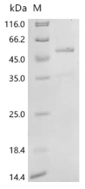 Human CASP2 protein