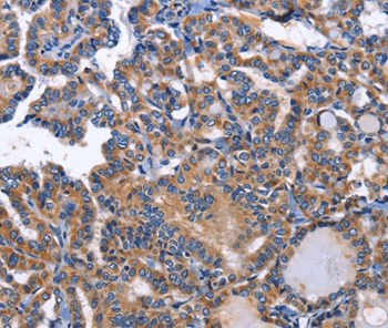 INHBC Antibody
