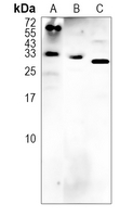 IL-17D Rabbit Polyclonal Antibody