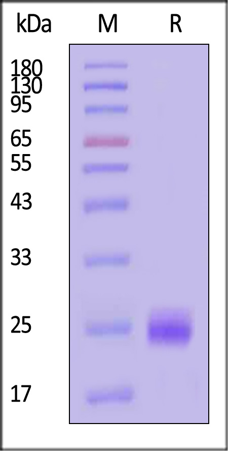 Human VEGF165 Protein