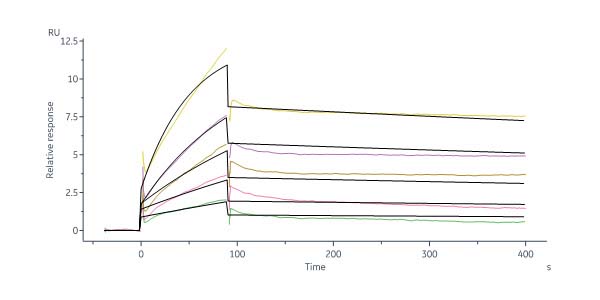 Human TGF-beta 1 Protein