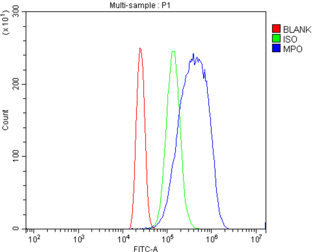 Anti-Myeloperoxidase/MPO Antibody