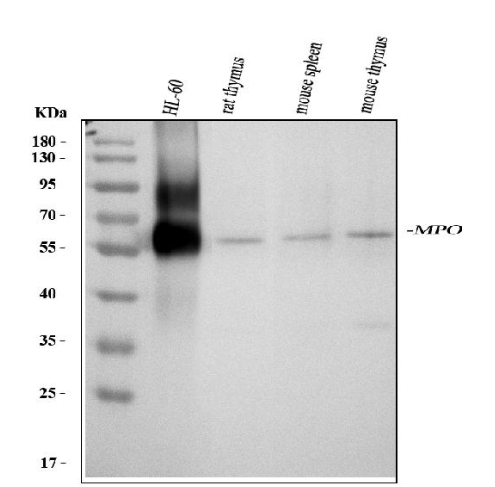 Myeloperoxidase/MPO Antibody