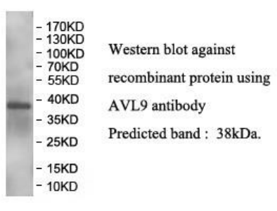 AVL9 Rabbit Polyclonal Antibody