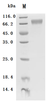 Recombinant Macaca fascicularis Atrial natriuretic peptide receptor 1 (NPR1), partial