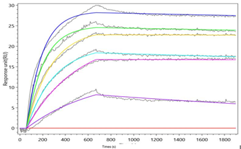 Recombinant Macaca fascicularis Atrial natriuretic peptide receptor 1 (NPR1), partial