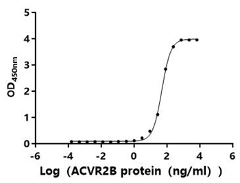 Recombinant Human/Cynomolgus monkey Activin receptor type-2B (ACVR2B), partial (Active)