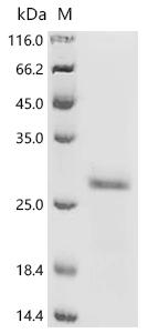 Recombinant Human GTPase KRas (KRAS) (G13D), partial