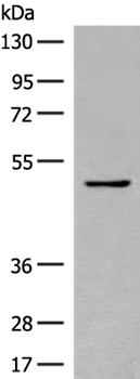 GCET1 Rabbit pAb