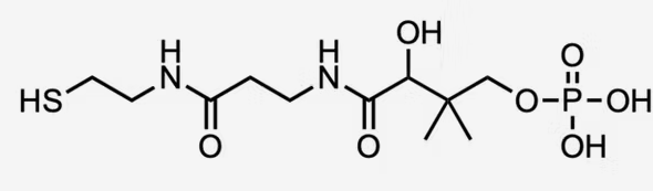 4’-phosphopantetheine
