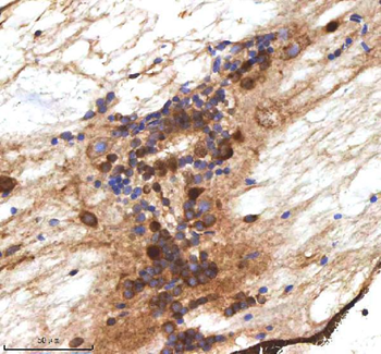 Zebrafish MPEG1 Antibody