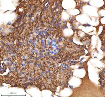 Zebrafish MPEG1 Antibody