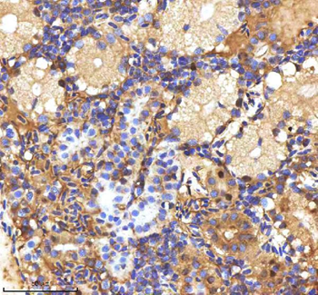 Zebrafish MPEG1 Antibody