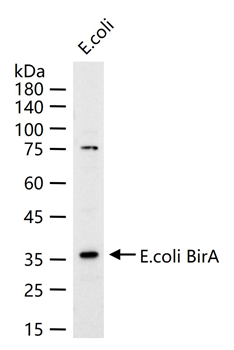 E.coli birA Mouse mAb