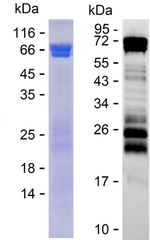 Recombinant phosphorylated human Tau protein, C-His