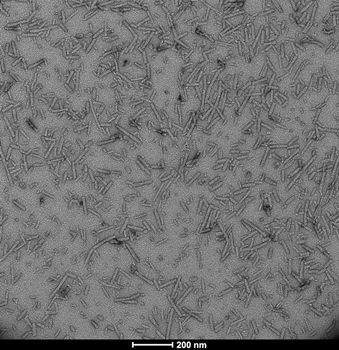 Alpha Synuclein Pre-formed Fibrils: ATTO 594