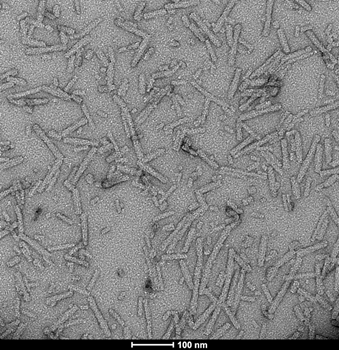 Alpha Synuclein Pre-formed Fibrils: ATTO 594