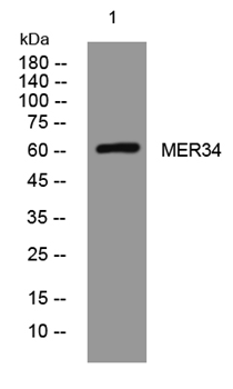MER34 Rabbit Polyclonal Antibody