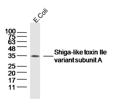 Shiga-like toxin IIe variant subunit A Rabbit pAb Antibody