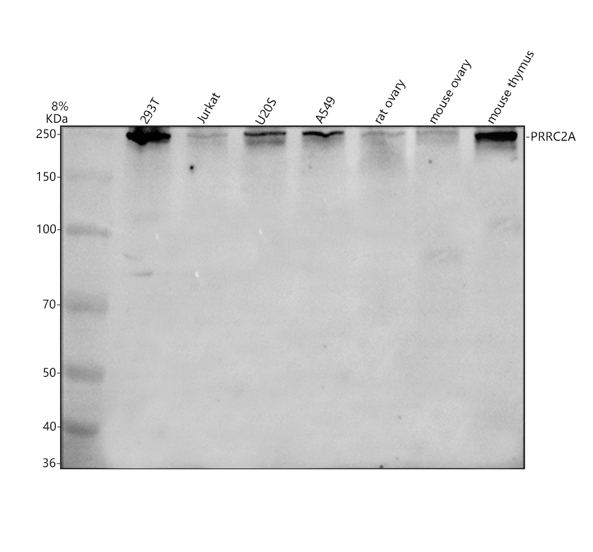 PRRC2A Rabbit Polyclonal Antibody